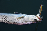 Sea Trout Indian River Lagoon